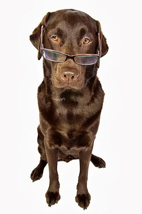 Bed Bug Exterminator NYC Picture 2