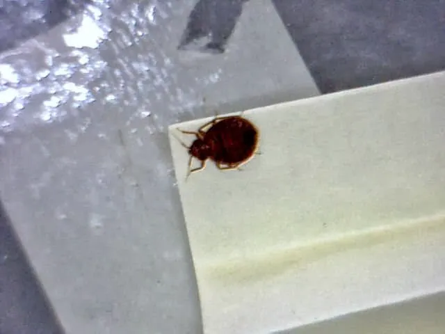 Bed Bug Exterminator NYC Picture 10