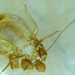 Doctor Sniffs Bed Bug Dogs