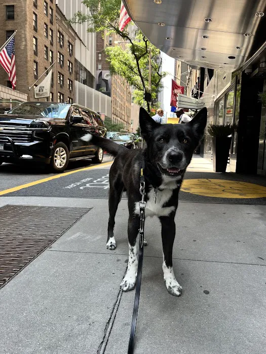 Doctor Sniffs Bed Bug Dogs Picture 8