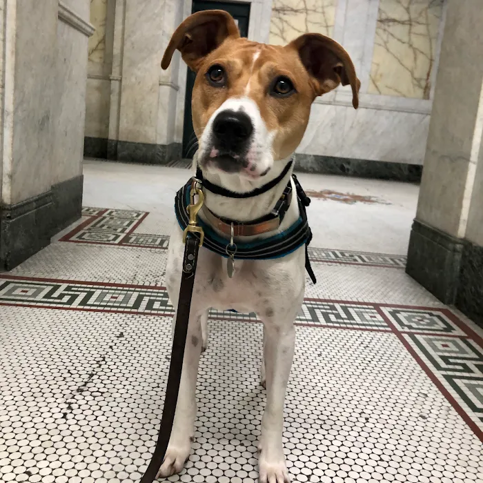 Doctor Sniffs Bed Bug Dogs Picture 10