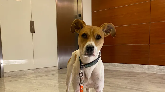 Doctor Sniffs Bed Bug Dogs Picture 4