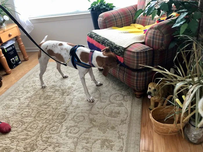 Doctor Sniffs Bed Bug Dogs Picture 3