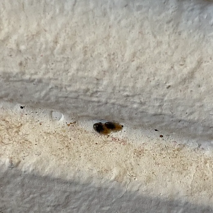 Doctor Sniffs Bed Bug Dogs Picture 6