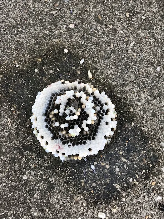 Rest Easy Pest Control Picture 1