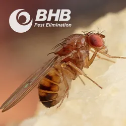 BHB Pest Elimination, LLC Picture 6