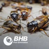 BHB Pest Elimination, LLC ico