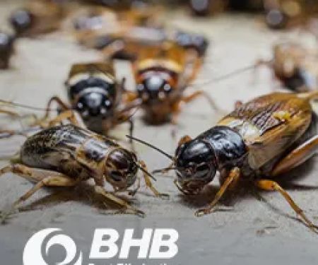 BHB Pest Elimination, LLC