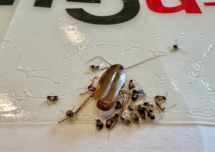 OnGuard Pest Control Picture 3