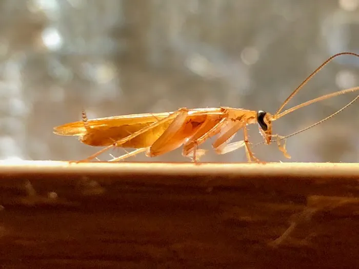 OnGuard Pest Control Picture 1