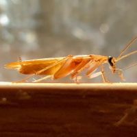 OnGuard Pest Control ico