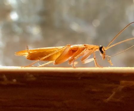 OnGuard Pest Control