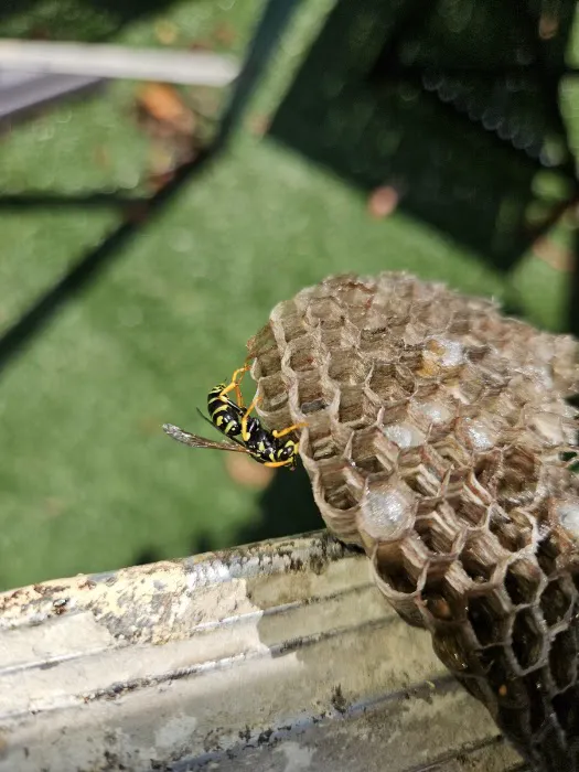 OnGuard Pest Control Picture 2