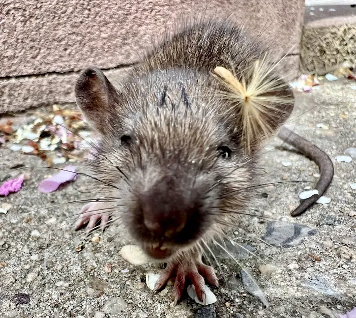 OnGuard Pest Control Picture 8