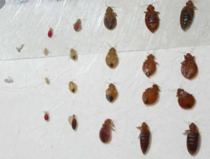 All Out Bed Bug Exterminators NYC Picture 6