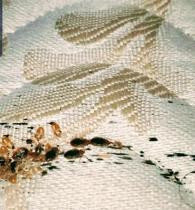 All Out Bed Bug Exterminators NYC Picture 10