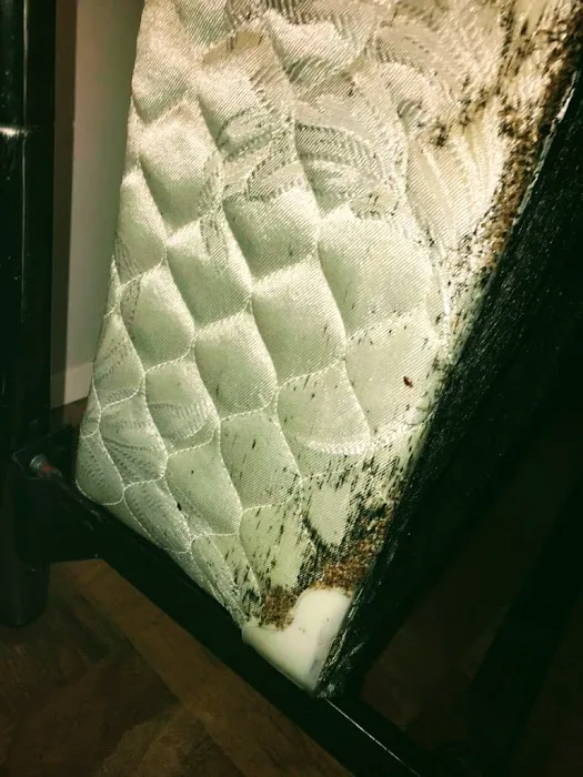 All Out Bed Bug Exterminators NYC Picture 5