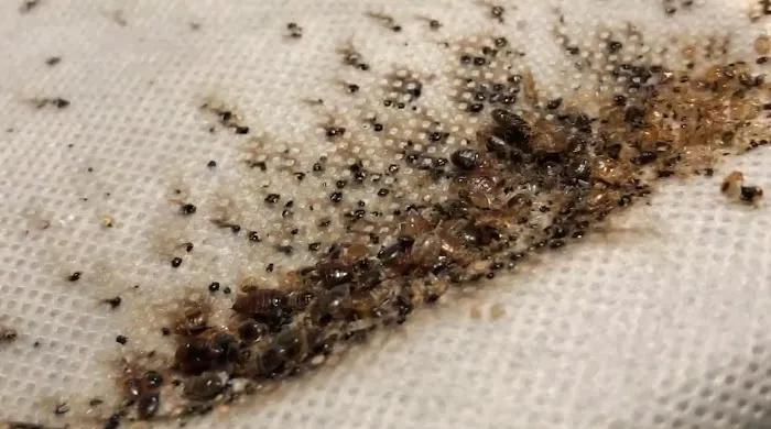 All Out Bed Bug Exterminators NYC Picture 1