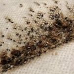All Out Bed Bug Exterminators NYC