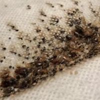 All Out Bed Bug Exterminators NYC ico