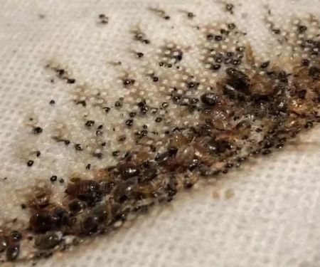 All Out Bed Bug Exterminators NYC