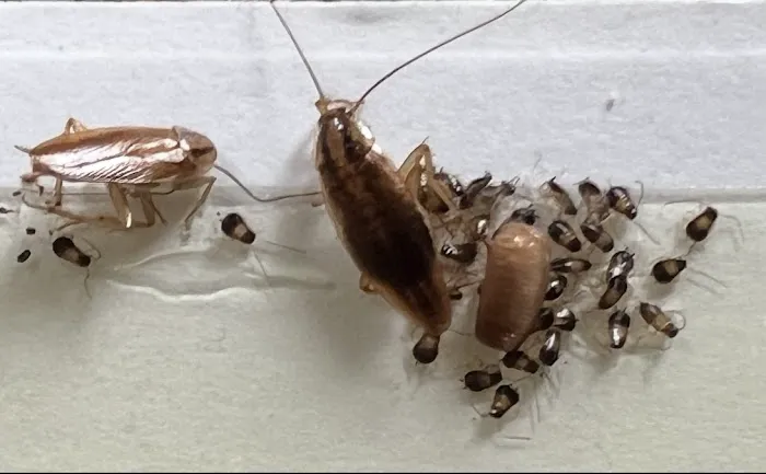 OnGuard Pest Control Picture 2