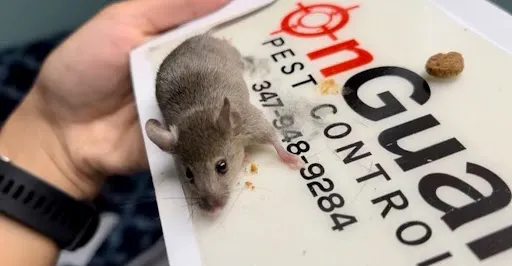 OnGuard Pest Control Picture 4