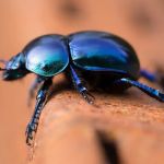 Big Apple Pest Control