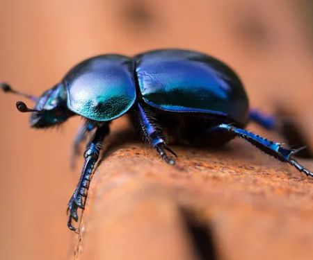 Big Apple Pest Control
