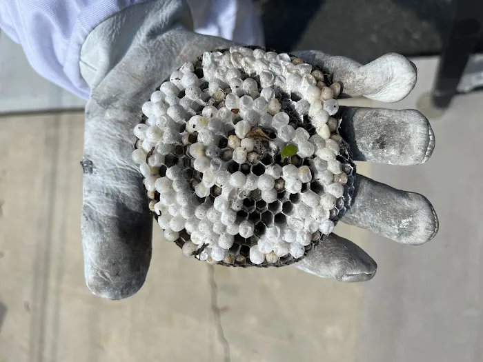 Tapout Termite & Pest Control Picture 4