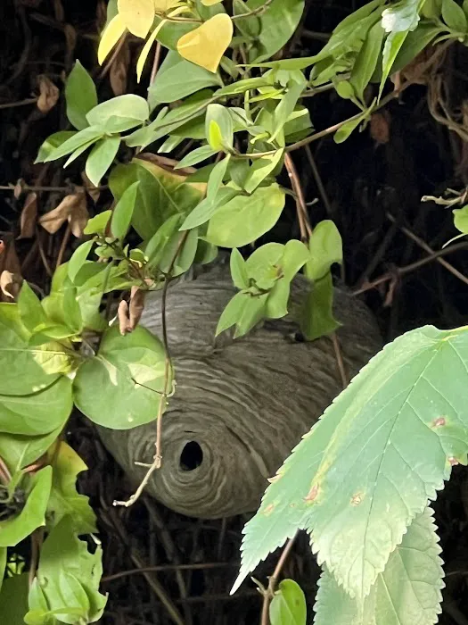 Tapout Termite & Pest Control Picture 2