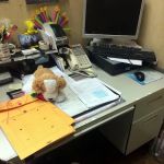 NYC Bed Bug Inspections