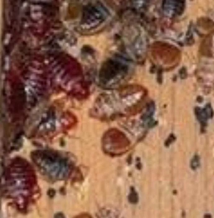 Above & Beyond Bed bug removal Picture 1
