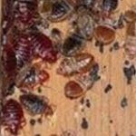 Above & Beyond Bed bug removal
