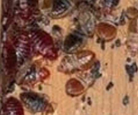 Above & Beyond Bed bug removal