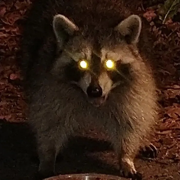 Ecowise Pest Control NYC Picture 10