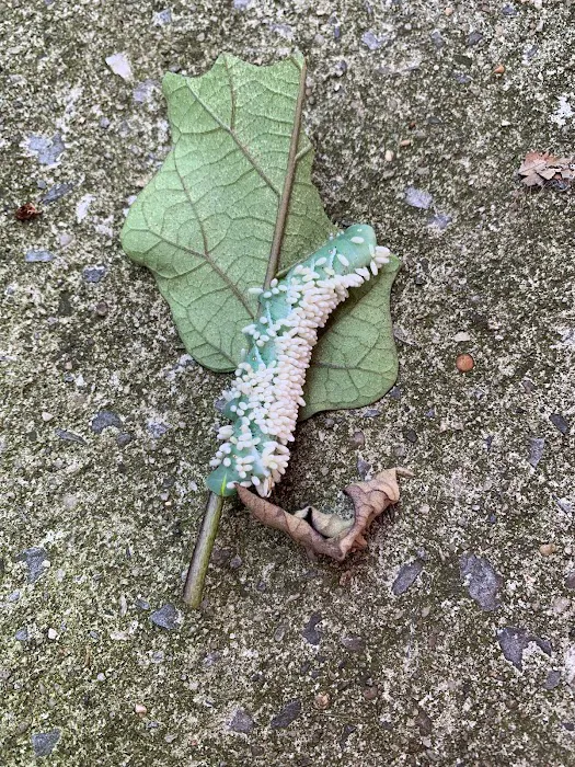 Ecowise Pest Control NYC Picture 8