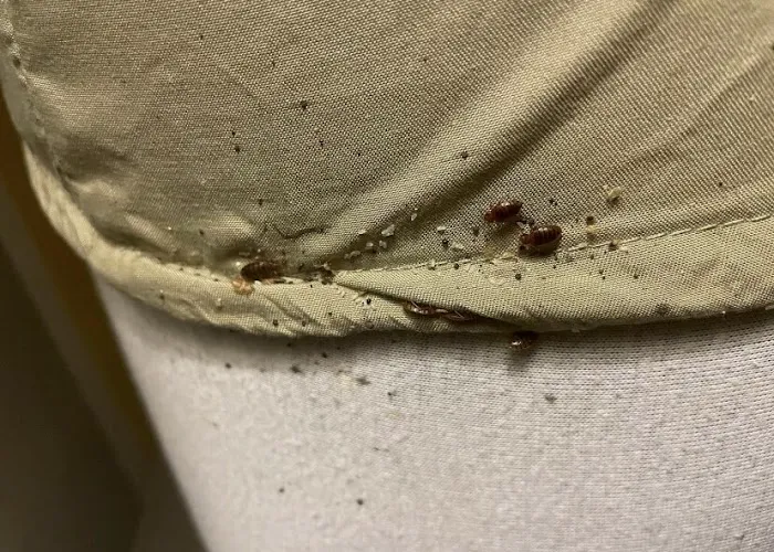 Ace Bedbug Exterminating NYC Picture 2