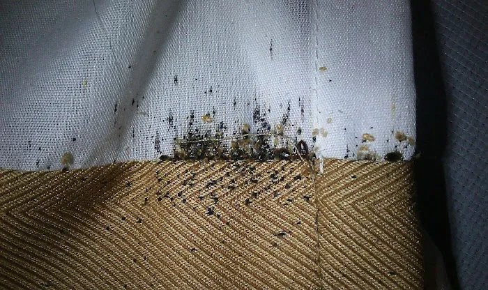 Ace Bedbug Exterminating NYC Picture 3
