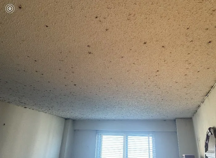 Ace Bedbug Exterminating NYC Picture 4