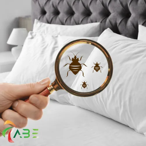 Ace Bedbug Exterminating NYC Picture 5