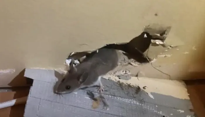 Biotech Termite & Pest Control - Commercial & Residential Exterminators Picture 2