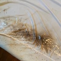 Biotech Termite & Pest Control - Commercial & Residential Exterminators ico