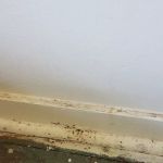 Organic Pest Control