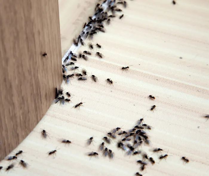 Organic Pest Control Picture 9