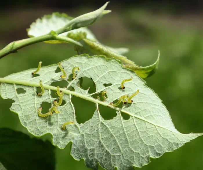 Organic Pest Control Picture 4