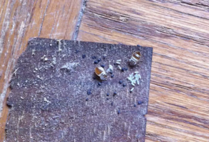 Organic Pest Control Picture 8