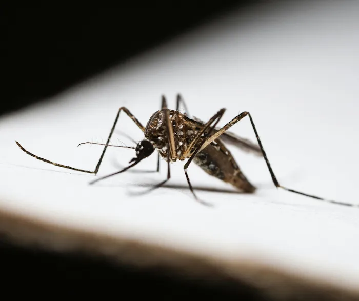 Organic Pest Control Picture 7