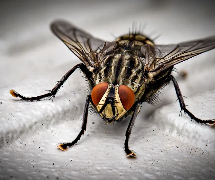 Organic Pest Control Picture 5