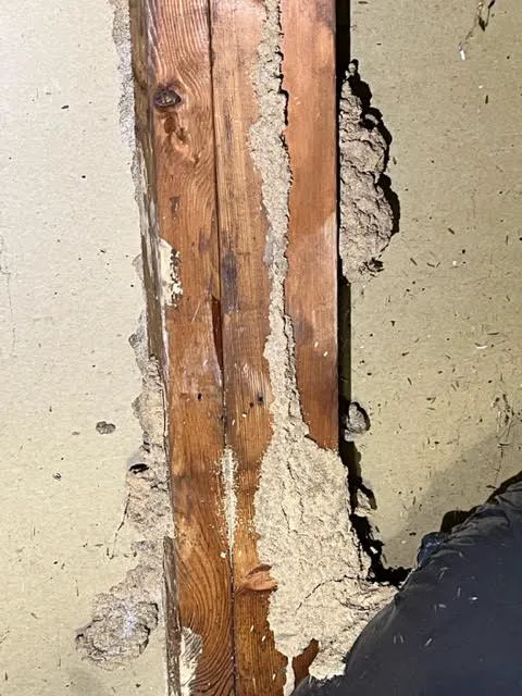 Pest by MD Picture 8